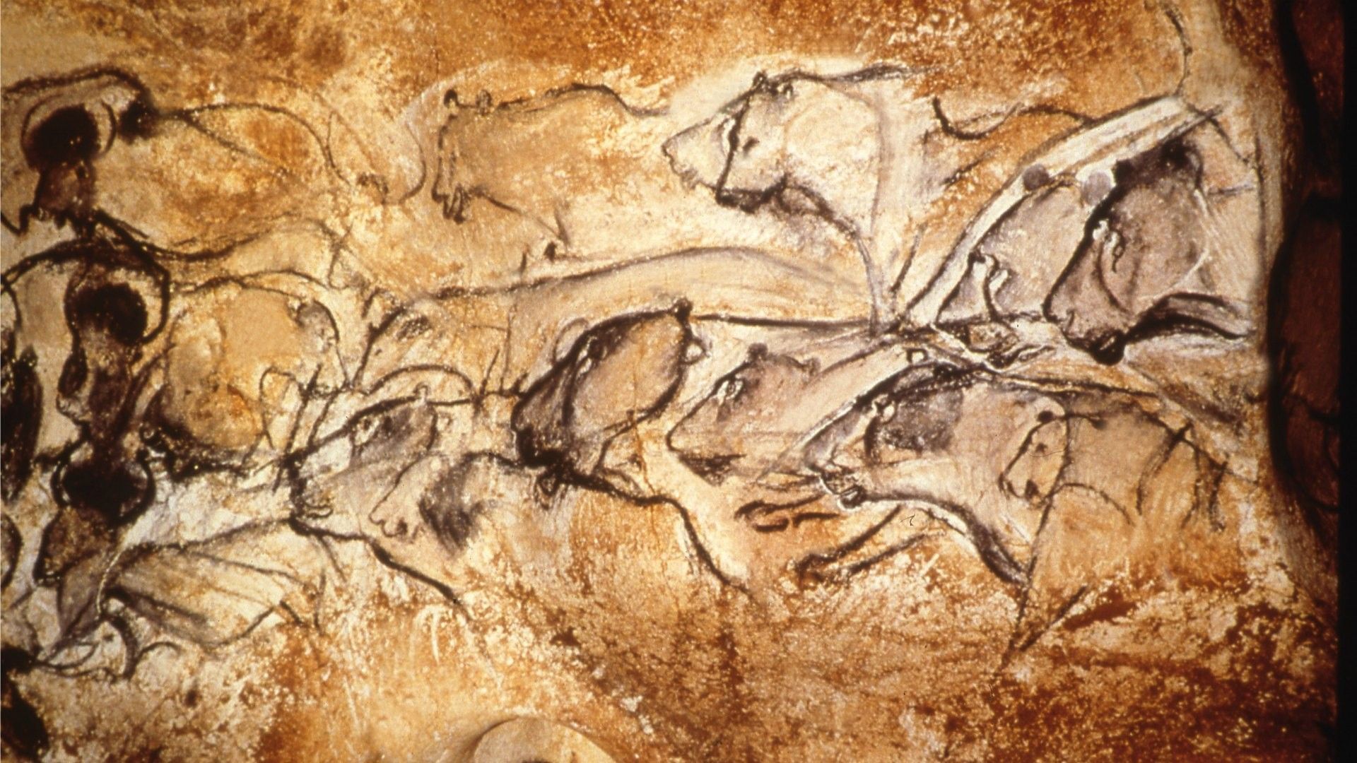 Chauvet Cave Painting - Lions Hunting