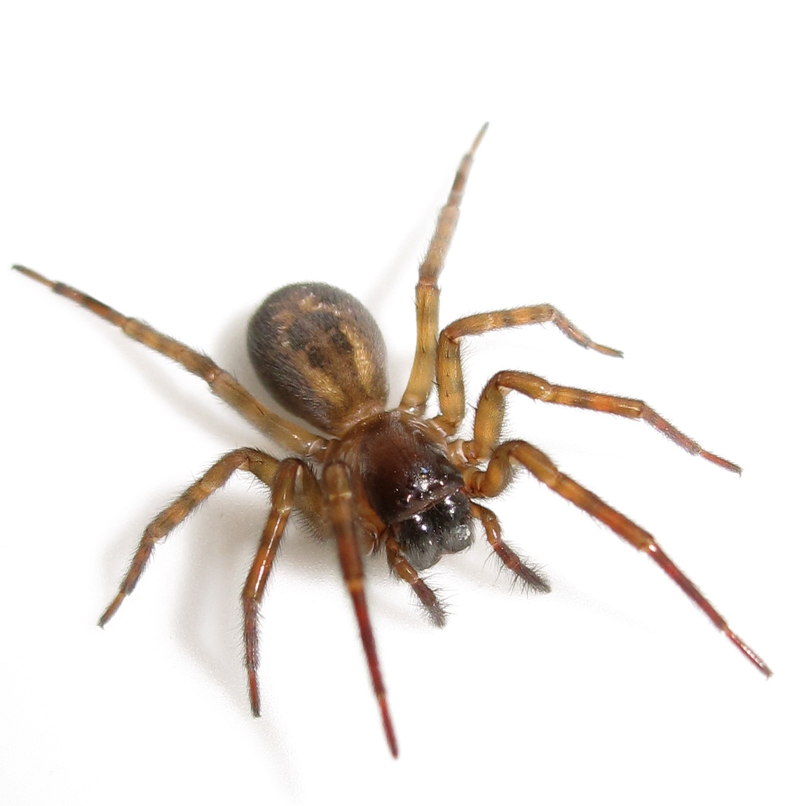 Amaurobius Female Spider, Courtesy of Africa Gómez, abugblog.