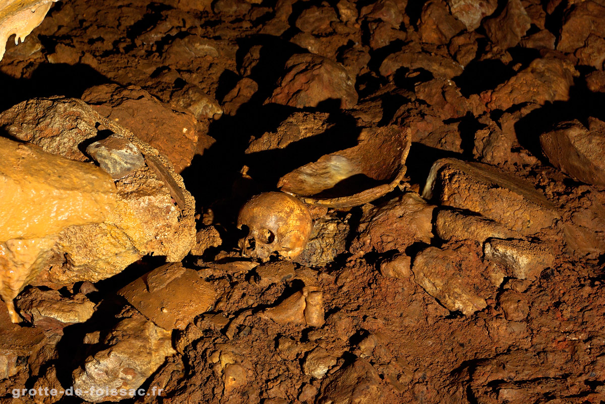 Skull